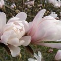 Magnolia stellata 'Rosea King'